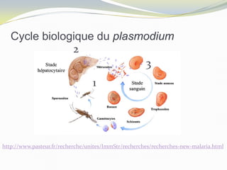 Cycle biologique du plasmodium
http://www.pasteur.fr/recherche/unites/ImmStr/recherches/recherches-new-malaria.html
1
2
3
 
