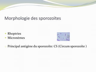 Morphologie des sporozoïtes
 Rhoptries
 Micronèmes
o Principal antigène du sporozoïte: CS (Circum sporozoïte )
 