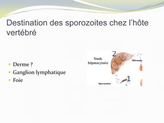 Destination des sporozoites chez l’hôte
vertébré
 Derme ?
 Ganglion lymphatique
 Foie
 
