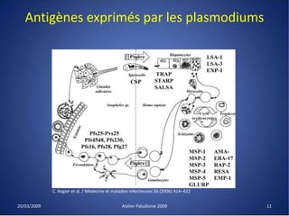 Antigènes exprimés par les plasmodiums
20/03/2009 Atelier Paludisme 2009
C. Rogier et al. / Médecine et maladies infectieuses 36 (2006) 414–422
11
 