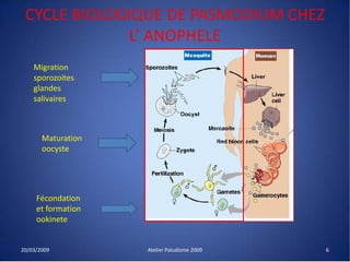 CYCLE BIOLOGIQUE DE PASMODIUM CHEZ
L’ ANOPHELE
20/03/2009 Atelier Paludisme 2009
Fécondation
et formation
ookinete
Maturation
oocyste
Migration
sporozoites
glandes
salivaires
6
 
