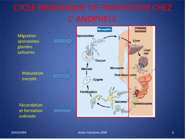 Le nettoyage de lorganisme et le foie des parasites
