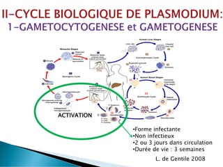•Forme infectante
•Non infectieux
•2 ou 3 jours dans circulation
•Durée de vie : 3 semaines
ACTIVATION
L. de Gentile 2008
 