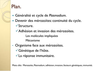 Plan.
 Généralité et cycle de Plasmodium.
 Devenir des mérozoïtes: continuité du cycle.
Structure.
Adhésion et invasion des mérozoïtes.
Les molécules impliquées
Mécanisme
• Organisme face aux mérozoïtes.
Génétique de l’hôte.
La réponse immunitaire.
Mots clés: Merozoïte, Plasmodium, adhésion, invasion, facteurs génétiques, immunité.
 