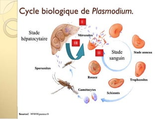Cycle biologique de Plasmodium.
1
1I
1II
Source: WWW.pasteur.fr
 