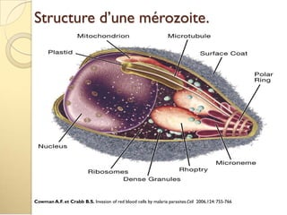 Structure d’une mérozoite.
Cowman A.F. et Crabb B.S. Invasion of red blood cells by malaria parasites.Cell 2006,124: 755-766
 