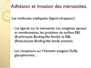 Adhésion et invasion des mérozoïtes.
Les molécules impliquées (ligand-récepteur):
 Les ligands sur le mérozoite: Les antigènes apicaux
et membranaires, les protéines de surface EBL
(Erythrocyte Binding-like family) et RBL
(Reticulocyte Binding-like family protein).
 Les récepteurs sur l’hématie: antigène Duffy,
glycophorines…
 