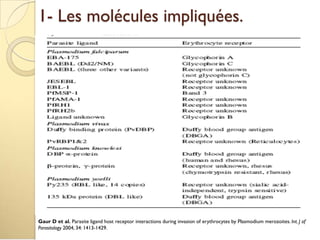 1- Les molécules impliquées.
Gaur D et al. Parasite ligand host receptor interactions during invasion of erythrocytes by Plasmodium merozoites. Int. J of
Parasitology 2004, 34: 1413-1429.
 