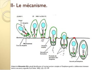 II- Le mécanisme.
Adapté de Alexander D.L. et al. Identification of moving junction complex of Toxoplasma gondii: a collaboration between
distinct secretory organelle. PLoS Pathol 2005, 1(2): 137-149
 