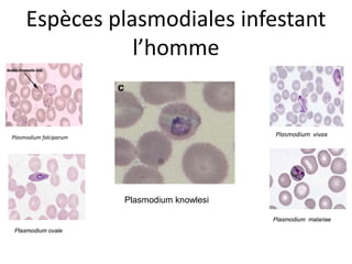 Espèces plasmodiales infestant
l’homme
Plasmodium falciparum Plasmodium vivax
Plasmodium malariae
Plasmodium ovale
Plasmodium knowlesi
 