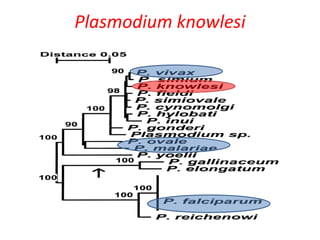 Plasmodium knowlesi
 