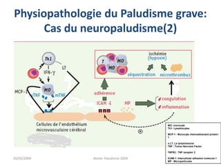 Physiopathologie du Paludisme grave:
Cas du neuropaludisme(2)
MO: monocyte
Th1: Lymphocytes
MCP-1 : Monocyte chemoattractant protein-
1
α LT. La lymphotoxine
TNF : Tumor Necrosis Factor
TNFR2 : TNF receptor 2
ICAM-1: Intercellular adhesion molecule 1
MP : Microparticules
20/03/2009 Atelier Paludisme 2009
 