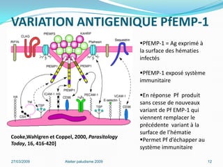 VARIATION ANTIGENIQUE PfEMP-1
27/03/2009 Atelier paludisme 2009 12
PfEMP-1 = Ag exprimé à
la surface des hématies
infectés
PfEMP-1 exposé système
immunitaire
En réponse Pf produit
sans cesse de nouveaux
variant de Pf EMP-1 qui
viennent remplacer le
précédente variant à la
surface de l’hématie
Permet Pf d’échapper au
système immunitaire
Cooke,Wahlgren et Coppel, 2000, Parasitology
Today, 16, 416-420]
 