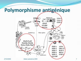 Polymorphisme antigénique
27/03/2009 Atelier paludisme 2009 7
 