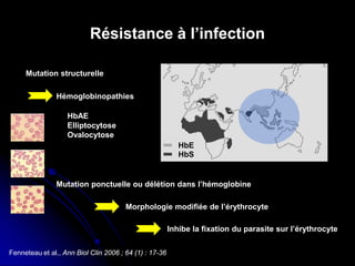 Résistance à l’infection
Hémoglobinopathies
HbAE
Elliptocytose
Ovalocytose
HbS
HbE
Mutation structurelle
Fenneteau et al., Ann Biol Clin 2006 ; 64 (1) : 17-36
Mutation ponctuelle ou délétion dans l’hémoglobine
Morphologie modifiée de l’érythrocyte
Inhibe la fixation du parasite sur l’érythrocyte
 