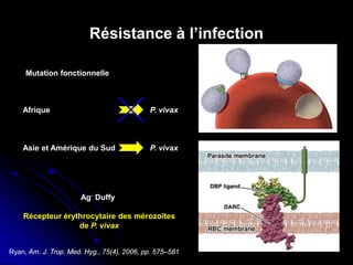 Ryan, Am. J. Trop. Med. Hyg., 75(4), 2006, pp. 575–581
Résistance à l’infection
Ag- Duffy
Mutation fonctionnelle
Afrique P. vivax
Asie et Amérique du Sud P. vivax
Récepteur érythrocytaire des mérozoïtes
de P. vivax
 