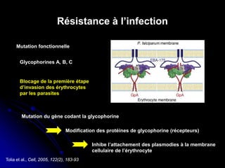 Résistance à l’infection
Mutation fonctionnelle
Glycophorines A, B, C
Mutation du gène codant la glycophorine
Modification des protéines de glycophorine (récepteurs)
Inhibe l’attachement des plasmodies à la membrane
cellulaire de l’érythrocyte
Tolia et al., Cell, 2005, 122(2), 183-93
Blocage de la première étape
d’invasion des érythrocytes
par les parasites
 