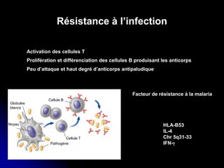 Globules
blancs
Noyau
Pathogène
Cellule T
Cellule B
HLA-B53
IL-4
Chr 5q31-33
IFN-γ
Activation des cellules T
Prolifération et différenciation des cellules B produisant les anticorps
Peu d’attaque et haut degré d’anticorps antipaludique
Facteur de résistance à la malaria
Résistance à l’infection
 