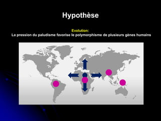 Hypothèse
Evolution:
La pression du paludisme favorise le polymorphisme de plusieurs gènes humains
 