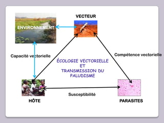 ENVIRONNEMENT
VECTEUR
HÔTE PARASITES
Capacité vectorielle Compétence vectorielle
Susceptibilité
ÉCOLOGIE VECTORIELLE
ET
TRANSMISSION DU
PALUDISME
ENVIRONNEMENT
 