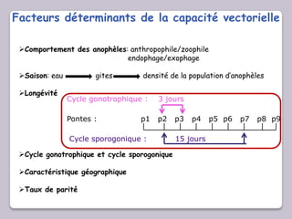 Cycle gonotrophique : 3 jours
Pontes : p1 p2 p3 p4 p5 p6 p7 p8 p9
Cycle sporogonique : 15 jours
Facteurs déterminants de la capacité vectorielle
Comportement des anophèles: anthropophile/zoophile
endophage/exophage
Saison: eau gites densité de la population d’anophèles
Longévité
Cycle gonotrophique et cycle sporogonique
Caractéristique géographique
Taux de parité
 