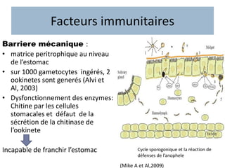 Facteurs immunitaires
Barriere mécanique :
• matrice peritrophique au niveau
de l’estomac
• sur 1000 gametocytes ingérés, 2
ookinetes sont generés (Alvi et
Al, 2003)
• Dysfonctionnement des enzymes:
Chitine par les cellules
stomacales et défaut de la
sécrétion de la chitinase de
l’ookinete
Incapable de franchir l’estomac
(Mike A et Al,2009)
Cycle sporogonique et la réaction de
défenses de l’anophele
 
