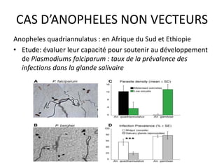 CAS D’ANOPHELES NON VECTEURS
Anopheles quadriannulatus : en Afrique du Sud et Ethiopie
• Etude: évaluer leur capacité pour soutenir au développement
de Plasmodiums falciparum : taux de la prévalence des
infections dans la glande salivaire
 