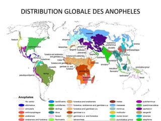 DISTRIBUTION GLOBALE DES ANOPHELES
 