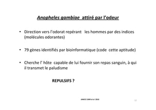 Anopheles gambiae attiré par l’odeur
• Direction vers l’odorat repérant les hommes par des indices
(molécules odorantes)
• 79 gènes identifiés par bioinformatique (code cette aptitude)
• Cherche l’ hôte capable de lui fournir son repas sanguin, à qui
il transmet le paludisme
REPULSIFS ?
12JANICE CARR et al 2010
 