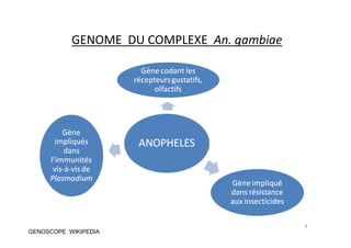 GENOME DU COMPLEXE An. gambiae
8
GENOSCOPE .WIKIPEDIA
 