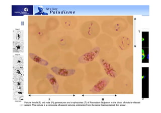 II. Processus de différentiation des Laverania.
18/03/2011 Gamétocytes de Plasmodium 10
 