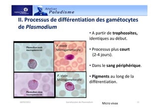18/03/2011 Gamétocytes de Plasmodium 11
II. Processus de différentiation des gamétocytes
de Plasmodium
Micro vivax
P. ovale
Microgametocyte
P. vivax
Microgametocyte
• A partir de trophozoites,
identiques au début.
• Processus plus court
(2-4 jours).
• Dans le sang périphérique.
• Pigments au long de la
différentiation.
 