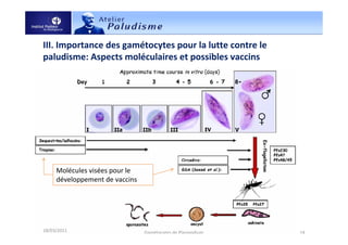 III. Importance des gamétocytes pour la lutte contre le
paludisme: Aspects moléculaires et possibles vaccins
18/03/2011 Gamétocytes de Plasmodium 14
Molécules visées pour le
développement de vaccins
 