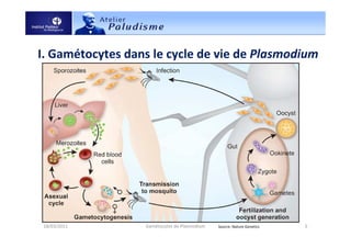 I. Gamétocytes dans le cycle de vie de Plasmodium
18/03/2011 5Gamétocytes de Plasmodium Source: Nature Genetics
 