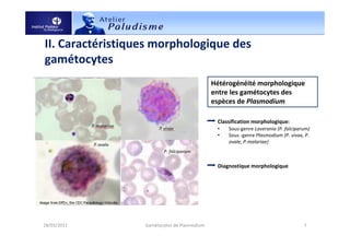 II. Caractéristiques morphologique des
gamétocytes
18/03/2011 7Gamétocytes de Plasmodium
Hétérogénéité morphologique
entre les gamétocytes des
espèces de Plasmodium
Classification morphologique:
• Sous-genre Laverania (P. falciparum)
• Sous -genre Plasmodium (P. vivax, P.
ovale, P.malariae)
Diagnostique morphologique
P. falciparum
 