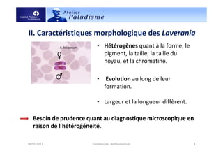 • Hétérogènes quant à la forme, le
pigment, la taille, la taille du
noyau, et la chromatine.
• Evolution au long de leur
formation.
• Largeur et la longueur diffèrent.
II. Caractéristiques morphologique des Laverania
18/03/2011 8Gamétocytes de Plasmodium
P. falciparum
Besoin de prudence quant au diagnostique microscopique en
raison de l’hétérogéneité.
 