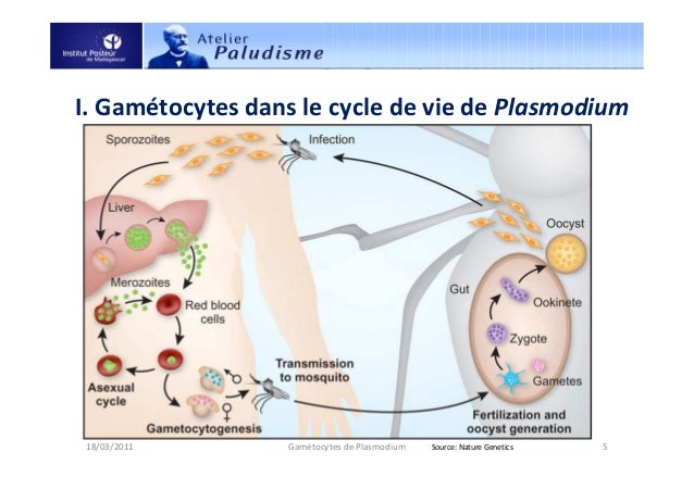 Gamétocytes de Plasmodium infectant l’homme Gamétocytes de Plasmodium infectant l’homme