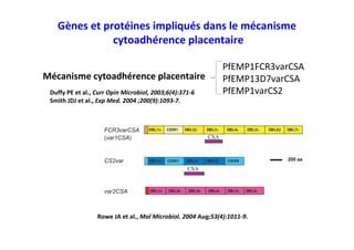 Gènes et protéines impliqués dans le mécanisme
cytoadhérence placentaire
PfEMP1FCR3varCSA
PfEMP13D7varCSA
PfEMP1varCS2
Mécanisme cytoadhérence placentaire
Duffy PE et al., Curr Opin Microbiol, 2003;6(4):371-6
Smith JDJ et al., Exp Med. 2004 ;200(9):1093-7.
Rowe JA et al., Mol Microbiol. 2004 Aug;53(4):1011-9.
 