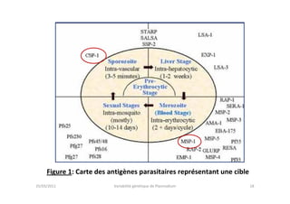 25/03/2011 Variabilité génétique de Plasmodium 18
Figure 1: Carte des antigènes parasitaires représentant une cible
 