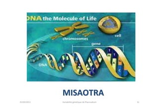 MISAOTRAMISAOTRA
25/03/2011 Variabilité génétique de Plasmodium 31
 