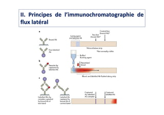 IIII. Principes de l. Principes de l’’immunochromatographieimmunochromatographie dede
flux latflux latééralral
 