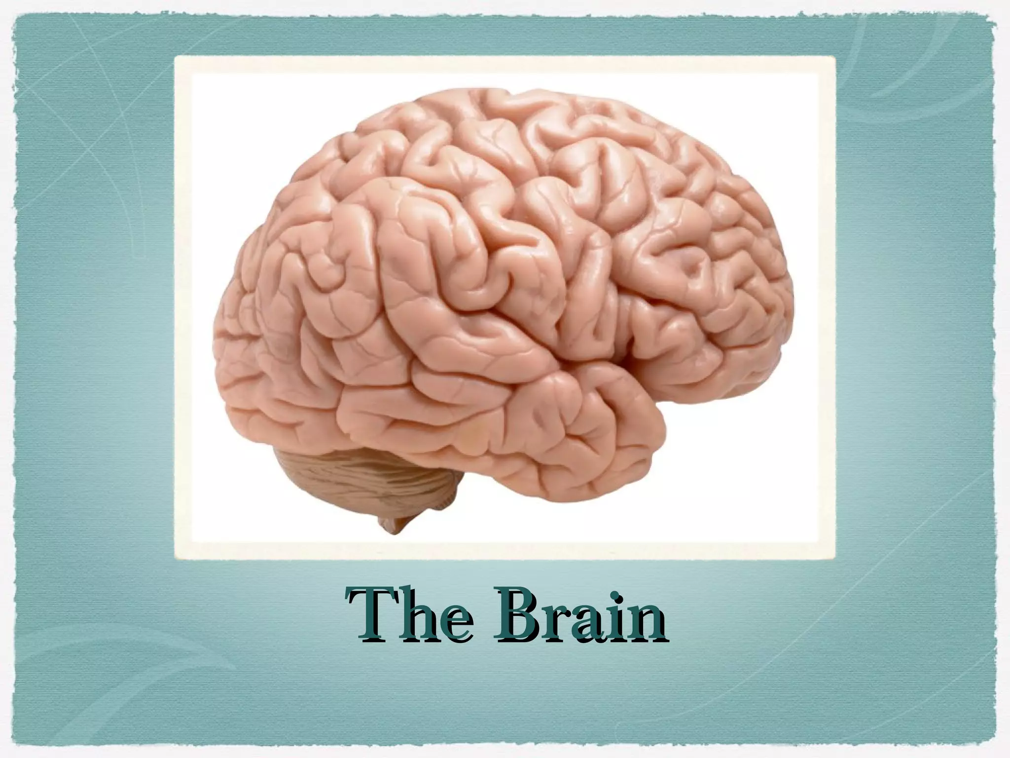 The Brain
 