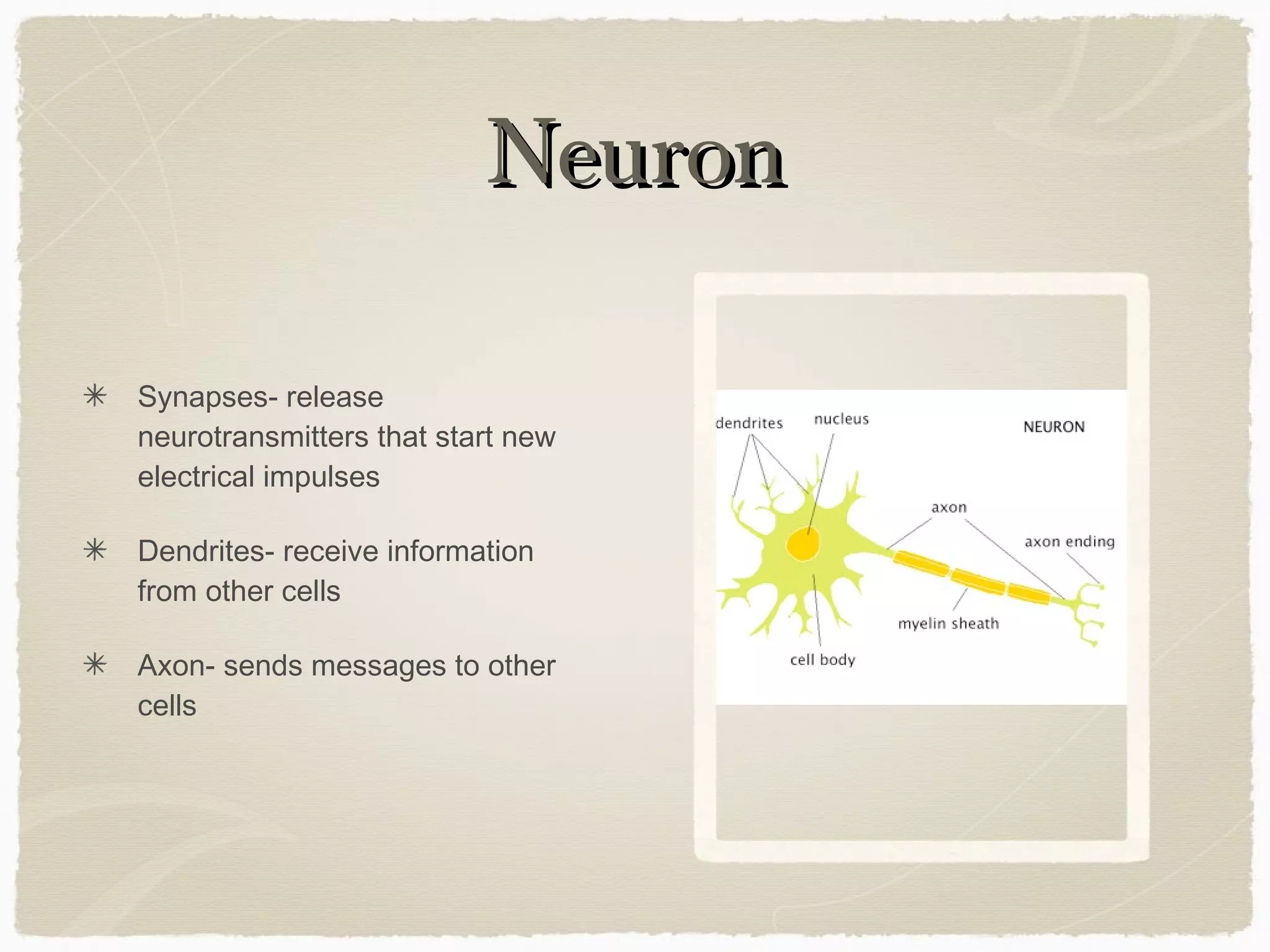 Neuron

Synapses- release
neurotransmitters that start new
electrical impulses

Dendrites- receive information
from other cells

Axon- sends messages to other
cells
 