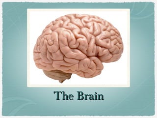 The Brain
 