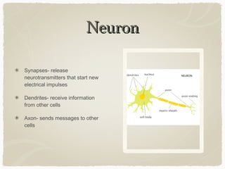 Neuron

Synapses- release
neurotransmitters that start new
electrical impulses

Dendrites- receive information
from other cells

Axon- sends messages to other
cells
 
