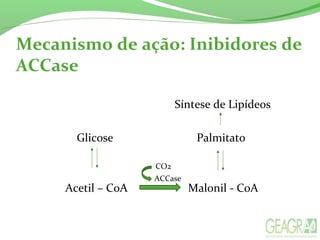 Mecanismo de ação: Inibidores de
ACCase
Síntese de Lipídeos
Glicose Palmitato
Acetil – CoA Malonil - CoA
ACCase
CO2
 