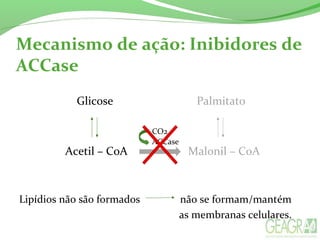 Mecanismo de ação: Inibidores de
ACCase
Glicose Palmitato
Acetil – CoA Malonil – CoA
Lipídios não são formados não se formam/mantém
as membranas celulares.
ACCase
CO2
 