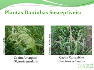 Fonte:S.Navie,2016.
Fonte:FloraSBS.
Plantas Daninhas Susceptíveis:
Capim Amargoso
Digitaria insularis
Capim Carrapicho
Cenchrus echinatus
 