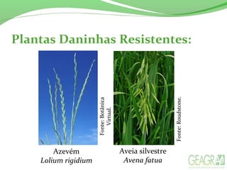 Plantas Daninhas Resistentes:
Azevém
Lolium rigidium
Aveia silvestre
Avena fatua
Fonte:Roudstone.
Fonte:Botânica
Virtual.
 