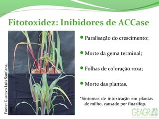 Fitotoxidez: Inibidores de ACCase
Paralisação do crescimento;
Morte da gema terminal;
Folhas de coloração roxa;
Morte das plantas.
*Sintomas de intoxicação em plantas
de milho, causado por fluazifop.
Fonte:GustavoLuisSant’ana,
2015.
 